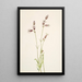 Silène multicaulis - Mary Vaux Walcott — framed artwork on a wall