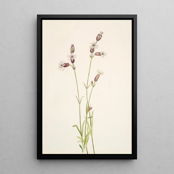 Silène multicaulis - Mary Vaux Walcott — framed artwork on a wall