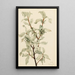 Silver Elaeagnus commutata painting - Mary Vaux Walcott — framed artwork on a wall