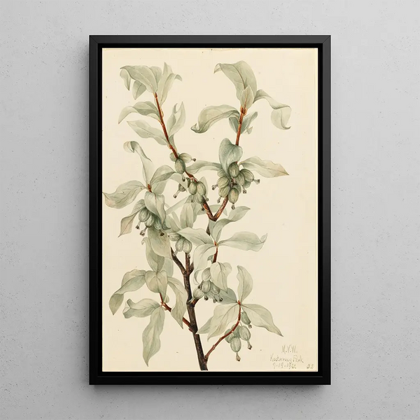Silver Elaeagnus commutata painting - Mary Vaux Walcott — framed artwork on a wall