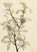 Silver Elaeagnus commutata painting - Mary Vaux Walcott — artwork view