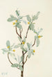 Fleur de chalef argenté Elaeagnus commutata - Mary Vaux Walcott — artwork view