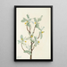 Fleur de chalef argenté Elaeagnus commutata - Mary Vaux Walcott — framed artwork on a wall