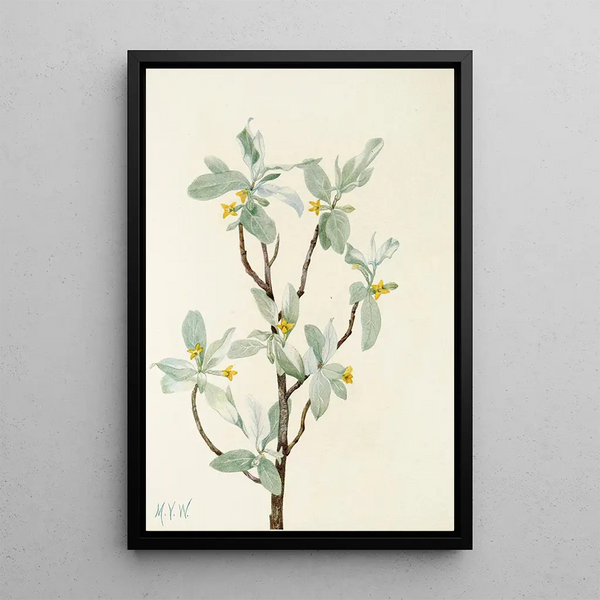 Fleur de chalef argenté Elaeagnus commutata - Mary Vaux Walcott — framed artwork on a wall