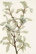 Fruit of silver chalef Elaeagnus commutata - Mary Vaux Walcott — artwork view
