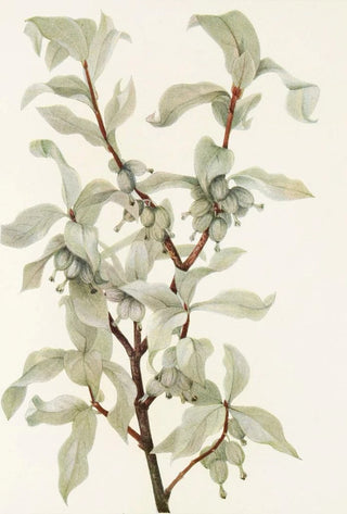 Mary Vaux Walcott - Silverberry fruit Elaeagnus commutata.webp