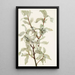 Fruit of silver chalef Elaeagnus commutata - Mary Vaux Walcott — framed artwork on a wall
