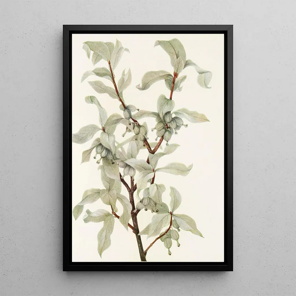 Fruit of silver chalef Elaeagnus commutata - Mary Vaux Walcott — framed artwork on a wall