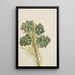 Pin à une feuille Pinus monophylla - Mary Vaux Walcott — framed artwork on a wall
