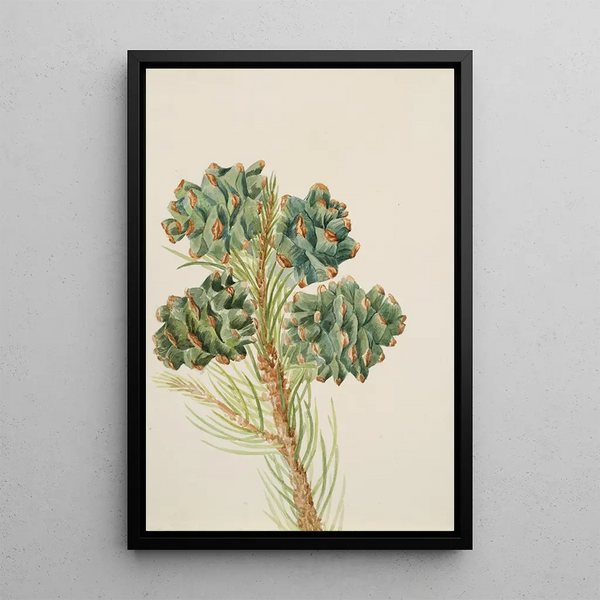 Pin à une feuille Pinus monophylla - Mary Vaux Walcott — framed artwork on a wall