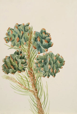 Mary Vaux Walcott - SingleLeaf Pine Pinus monophylla.webp
