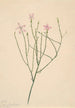 Flower Skeleton Lygodesmia juncea - Mary Vaux Walcott — artwork view
