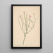Flower Skeleton Lygodesmia juncea - Mary Vaux Walcott — framed artwork on a wall