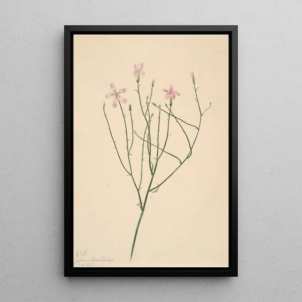 Flower Skeleton Lygodesmia juncea - Mary Vaux Walcott — framed artwork on a wall