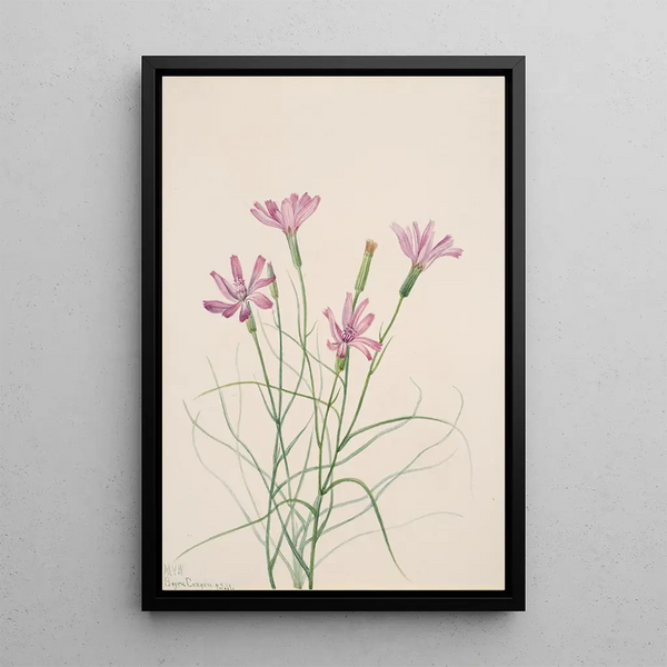 Lygodesmia grandiflora - Mary Vaux Walcott — framed artwork on a wall