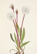 Agoséris gracilens - Mary Vaux Walcott — artwork view