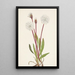 Agoséris gracilens - Mary Vaux Walcott — framed artwork on a wall