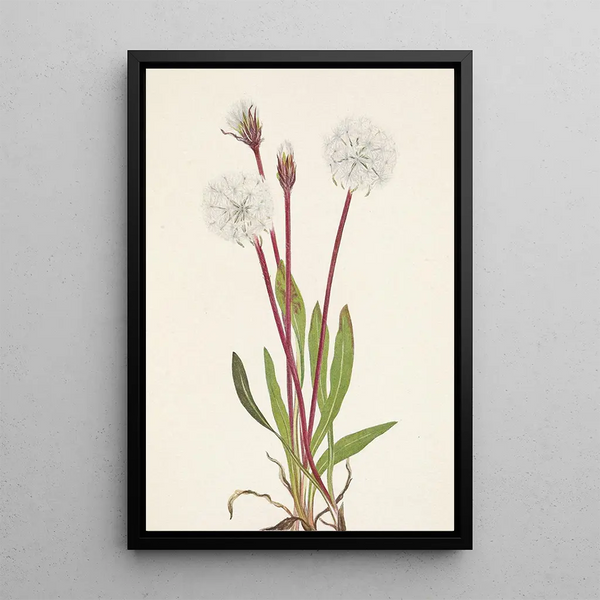 Agoséris gracilens - Mary Vaux Walcott — framed artwork on a wall