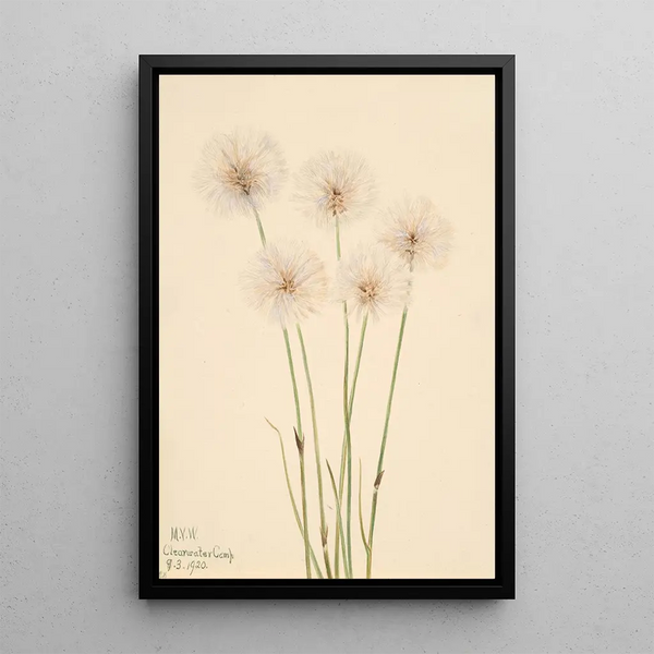 Linaigrette gracile Eriophorum chamissonis - Mary Vaux Walcott — framed artwork on a wall