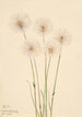 Linaigrette gracile Eriophorum chamissonis - Mary Vaux Walcott — artwork view