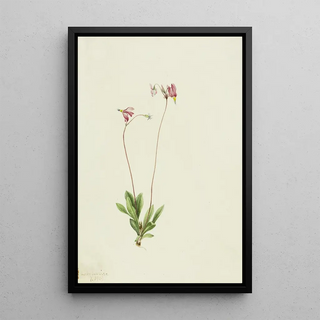 Mary Vaux Walcott - Slender Shootingstar Dodecatheon pauciflorum.webp