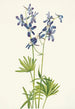 Pied d'alouette mince Delphinium depauperatum - Mary Vaux Walcott — artwork view