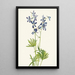Pied d'alouette mince Delphinium depauperatum - Mary Vaux Walcott — framed artwork on a wall