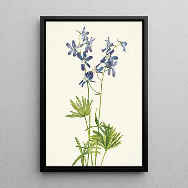 Pied d'alouette mince Delphinium depauperatum - Mary Vaux Walcott — framed artwork on a wall