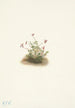 Cranberry small Oxycoccus palustris - Mary Vaux Walcott — artwork view
