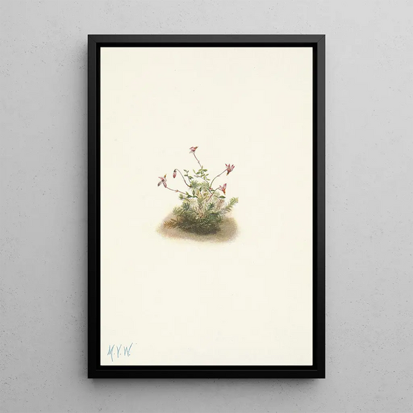 Cranberry small Oxycoccus palustris - Mary Vaux Walcott — framed artwork on a wall