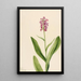 Orchidée frangée pourpre Habenaria psychodes - Mary Vaux Walcott — framed artwork on a wall