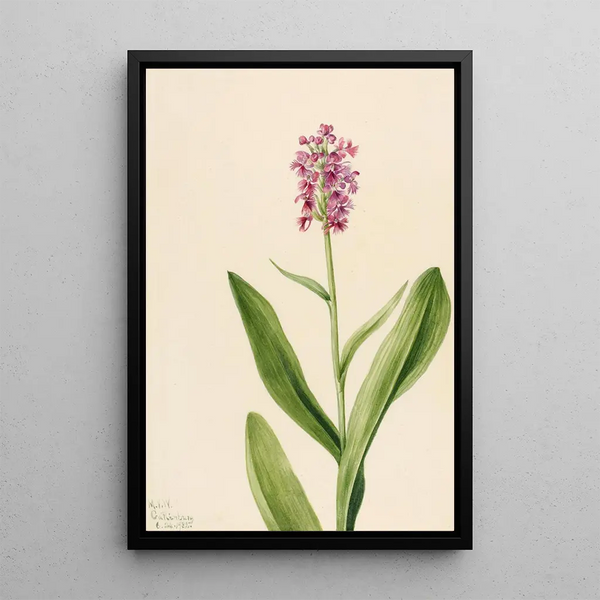 Orchidée frangée pourpre Habenaria psychodes - Mary Vaux Walcott — framed artwork on a wall