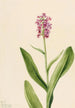Orchidée frangée pourpre Habenaria psychodes - Mary Vaux Walcott — artwork view