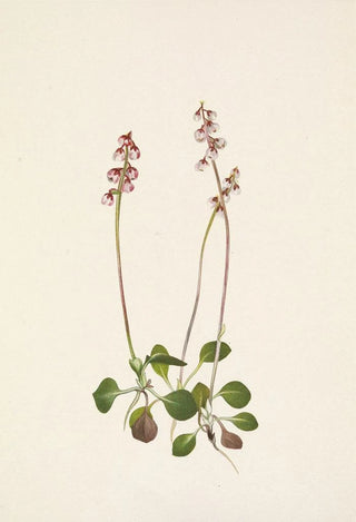 Mary Vaux Walcott - Small Pyrola Pyrola minor.webp
