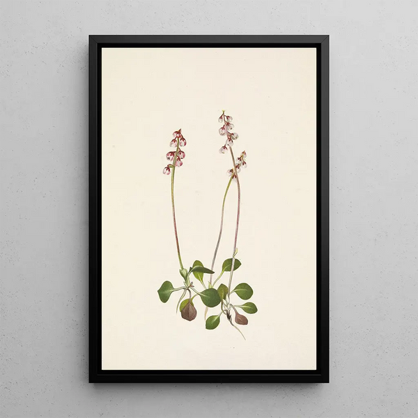 Petite pyrole Pyrola minor - Mary Vaux Walcott — framed artwork on a wall