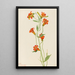 Petit lis tigré Lilium parvum - Mary Vaux Walcott — framed artwork on a wall