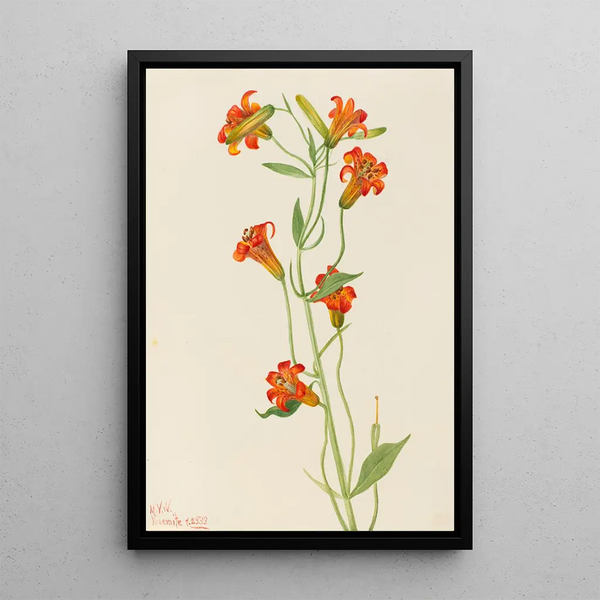 Petit lis tigré Lilium parvum - Mary Vaux Walcott — framed artwork on a wall