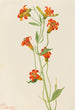Petit lis tigré Lilium parvum - Mary Vaux Walcott — artwork view