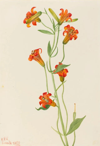 Mary Vaux Walcott - Small Tiger Lily Lilium parvum.webp