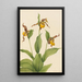Petit sabot de Vénus jaune Cypripedium parviflorum - Mary Vaux Walcott — framed artwork on a wall