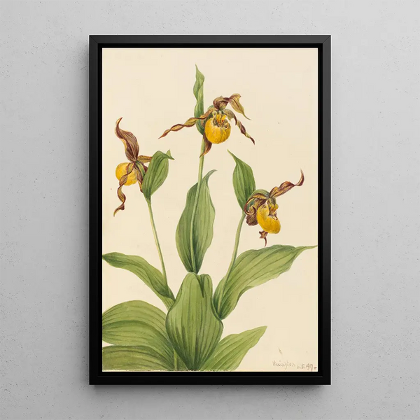 Petit sabot de Vénus jaune Cypripedium parviflorum - Mary Vaux Walcott — framed artwork on a wall