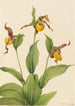 Petit sabot de Vénus jaune Cypripedium parviflorum - Mary Vaux Walcott — artwork view