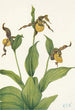 Petit sabot de Vénus jaune Cypripedium parviflorum - Mary Vaux Walcott — artwork view