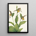Petit sabot de Vénus jaune Cypripedium parviflorum - Mary Vaux Walcott — framed artwork on a wall