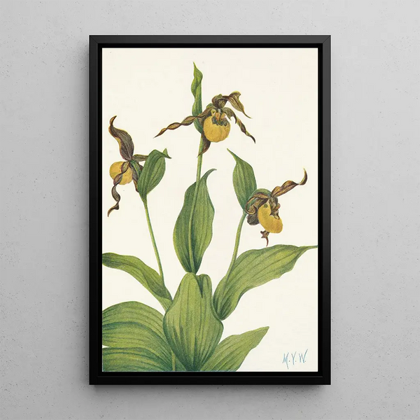 Petit sabot de Vénus jaune Cypripedium parviflorum - Mary Vaux Walcott — framed artwork on a wall