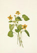 Violette jaune lisse Viola eriocarpa - Mary Vaux Walcott — artwork view