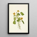 Violette jaune lisse Viola eriocarpa - Mary Vaux Walcott — framed artwork on a wall