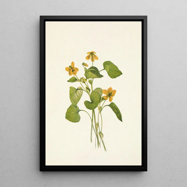 Violette jaune lisse Viola eriocarpa - Mary Vaux Walcott — framed artwork on a wall