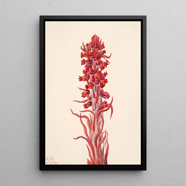 Plant of the Snow Sarcodes sanguinea - Mary Vaux Walcott — framed artwork on a wall