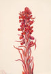 Plant of the Snow Sarcodes sanguinea - Mary Vaux Walcott — artwork view